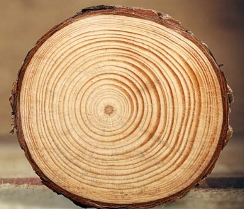 плотность дров